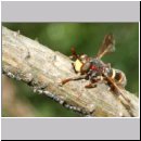 Conops vesicularis - Grosse Wespendickkopffliege 01b.jpg